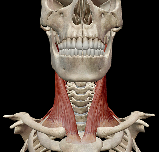 Neck And Shoulder Anatomy Diagram To Perform Orthopedic Manual Therapy To The Neck That Is